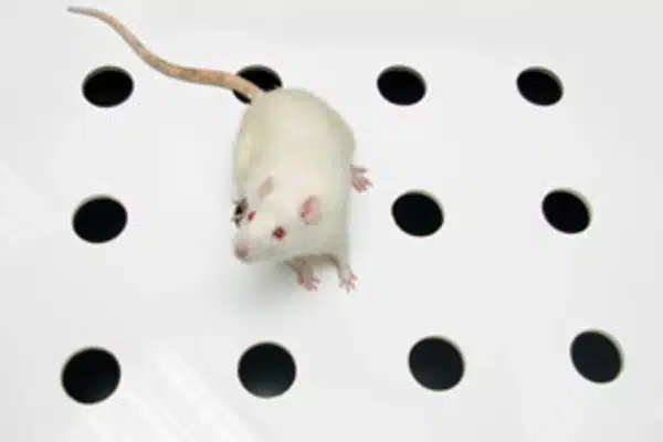 Drug alleviates autism-associated behavior in mice