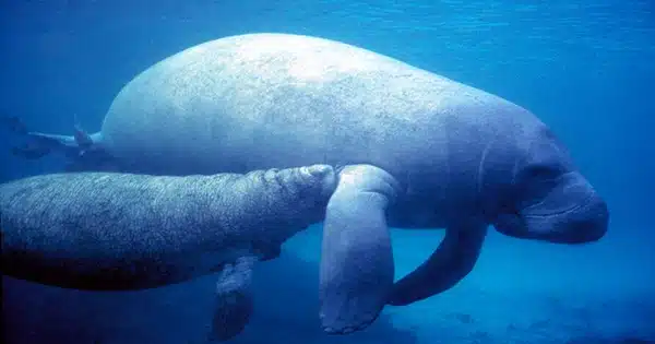 Boat-Strikes-are-a-Growing-Cause-of-Manatee-Deaths-in-Belize-According-to-a-New-Study-1