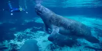 Boat Strikes are a Growing Cause of Manatee Deaths in Belize, According to a New Study