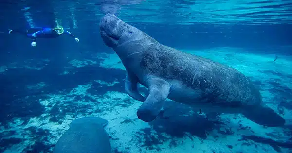 Boat Strikes are a Growing Cause of Manatee Deaths in Belize, According to a New Study