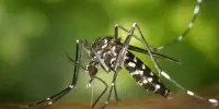 How Human Cells become Zika Virus Factories