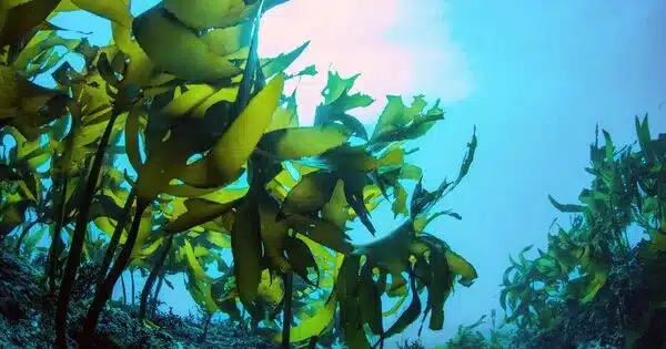 How Seaweed has misled Scientists about the Health of Coral Reefs