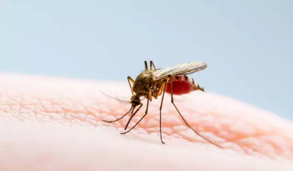 Mosquito saliva can weaken body's defenses against deadly dengue viruses, scientists discover
