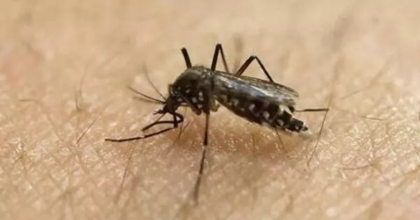 Mosquito Saliva can make the Body less resistant to the Deadly Dengue Viruses