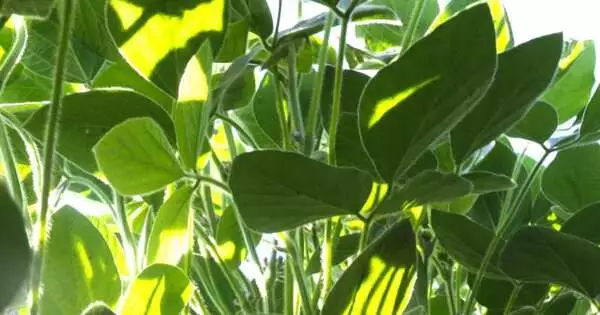 Researchers create a ‘link’ between better Photosynthesis and Higher Yield