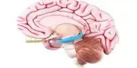 Sleep-induced Deep-brain Stimulation improves Memory