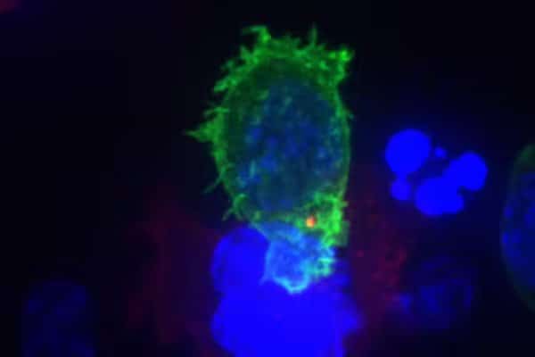 T cells can activate themselves to fight tumors