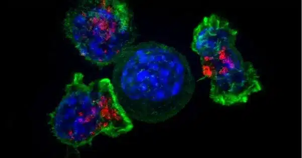 T Cells can be activated to Fight Tumors