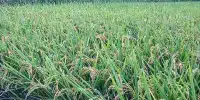 The Use of Genome Editing to Generate Disease-Resistant Rice