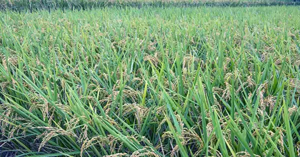 The Use of Genome Editing to Generate Disease-Resistant Rice