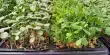 Zinc Biofortification of Microgreens could help to Alleviate Global ‘Hidden Hunger’