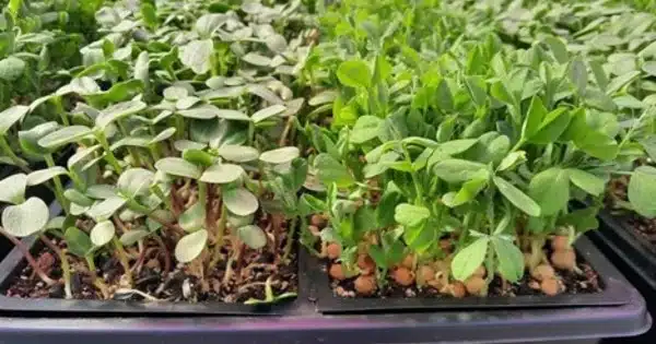 Zinc Biofortification of Microgreens could help to Alleviate Global ‘Hidden Hunger’