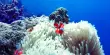 Clownfish Larvae’s Astonishing Journey: Mini Athletes, Maximum Performance