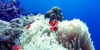 Clownfish Larvae’s Astonishing Journey: Mini Athletes, Maximum Performance