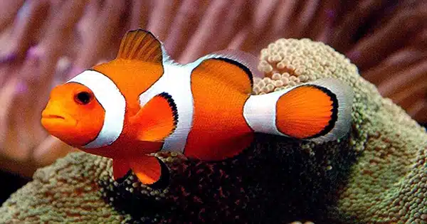 Clownfish