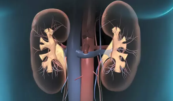 Gene signature points to prognosis in kidney cancer