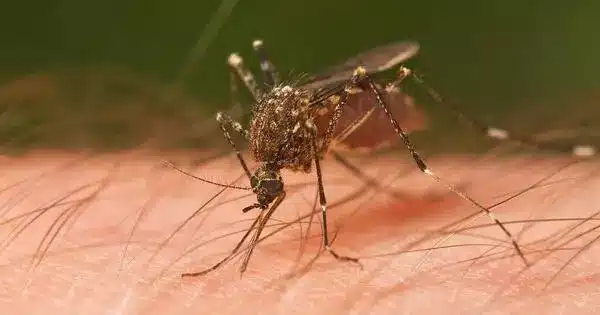 Some Viruses cause you to Smell more Appealing to Mosquitoes