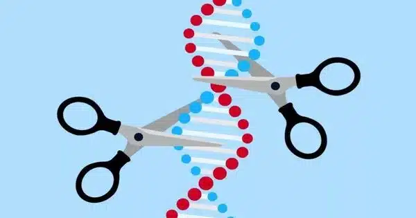 The Activity of CRISPR Genetic Scissors is Visualised by Researchers
