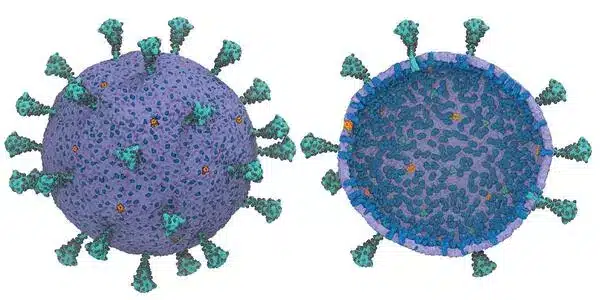 Discovery of a circovirus involved in human hepatitis