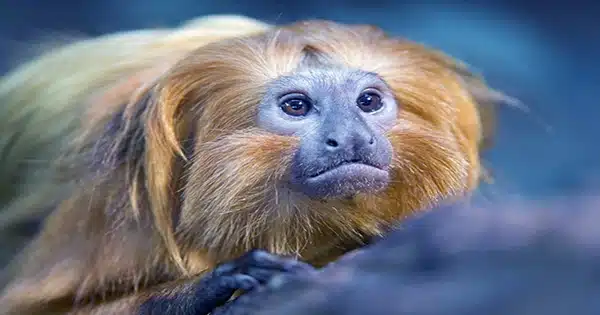 Brazil’s Golden Monkeys, Who Were on the Verge of Extinction Due to Yellow Fever, have Recovered, According to Scientists