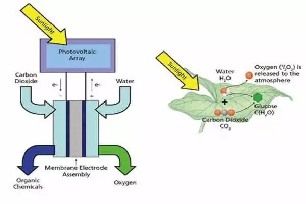 Towards artificial photosynthesis with engineering of protein crystals in bacteria