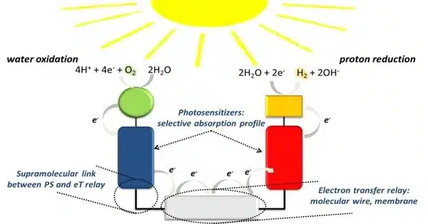 Engineering Protein Crystals in Bacteria to Achieve Artificial Photosynthesis