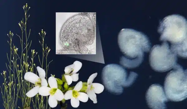 Discovery of key genetic sequence essential for plant reproduction