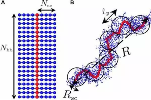 Materials science: How molecular entanglements determine the structure of polymers