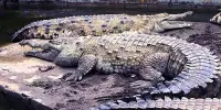 Nile Crocodiles Have Been Observed Responding to Newborn Cries from a Variety of Species, Including Humans