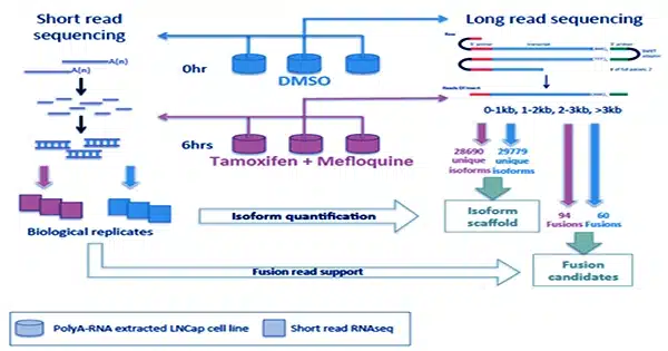 Researchers-create-a-flexible-and-low-cost-technique-for-customized-long-read-RNA-sequencing-2