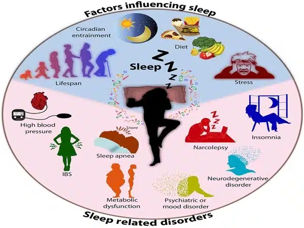 Irregular sleep patterns associated with harmful gut bacteria
