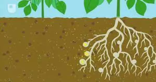 The Research Advances Our Understanding of How Microorganisms aid Plant Growth