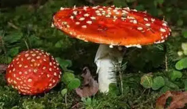 Switching from harmful to helpful fungi