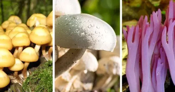 Changing Fungus from Dangerous to Beneficial
