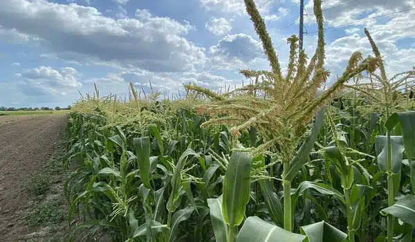 Farms that create habitat key to food security and biodiversity