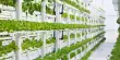 Hydroponics – a Type of Horticulture