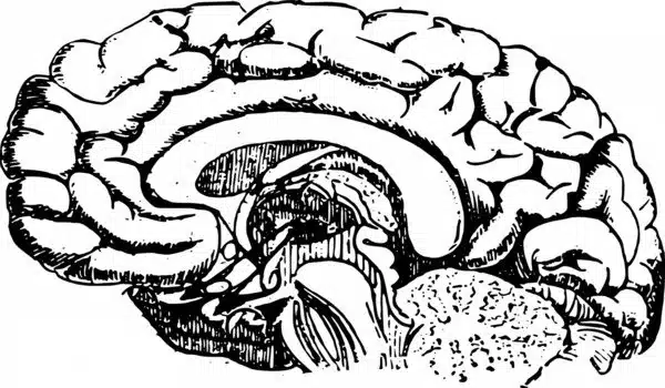 Brain signals transformed into speech through implants and AI