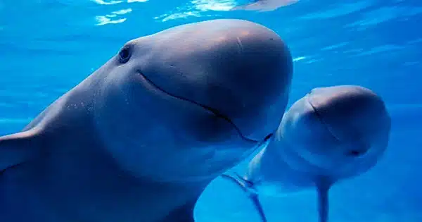 Vaquitas-which-are-critically-endangered-have-recently-been-spotted-with-babies-1