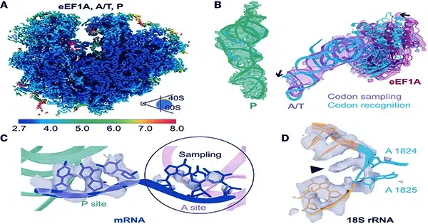 a-Way-for-Uncovering-the-Inner-Workings-of-the-Cell-1