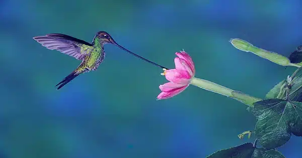 Flowers are Tailored to Bee or Hummingbird Pollinators Due to a Few key Genetic Variations