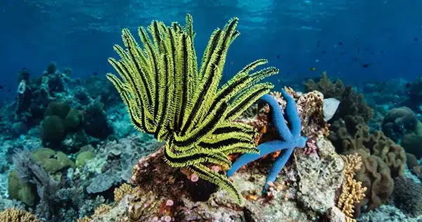 Surprising-information-regarding-coral-resilience-may-help-reefs-endure-climate-change-1