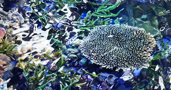 Surprising Information Regarding Coral Resilience May Help Reefs Endure Climate Change