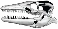 A New Mosasaur Species has been named after the Norse Sea Serpent