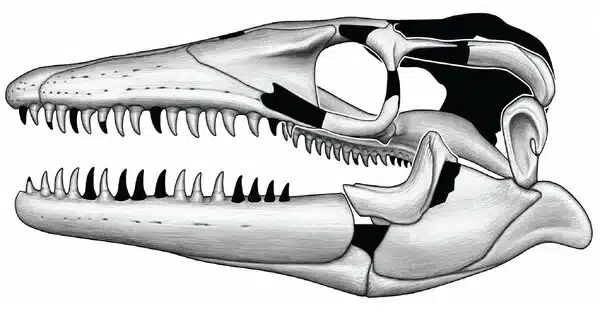 A New Mosasaur Species has been named after the Norse Sea Serpent