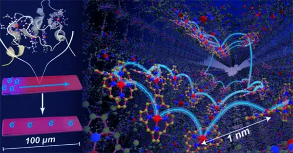 Simulating the Movement of Electrons Through Biological Nanowires