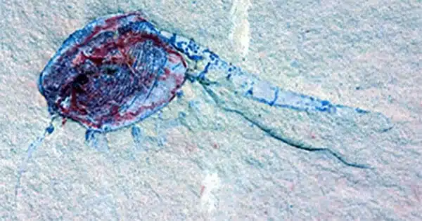 Softbotics Finds New Life in a 450 Million-year-Old Organism