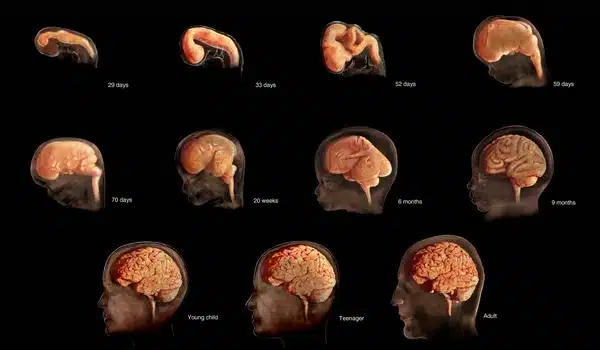 Discrimination during pregnancy can affect infant's brain circuitry