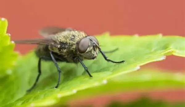 Fat flies live longer on a diet at any age