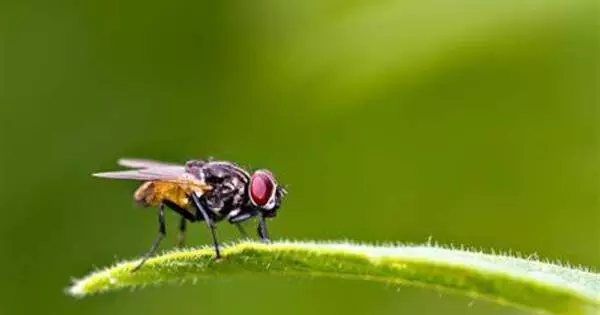 Fat Flies Live longer lives on a Diet at any Age