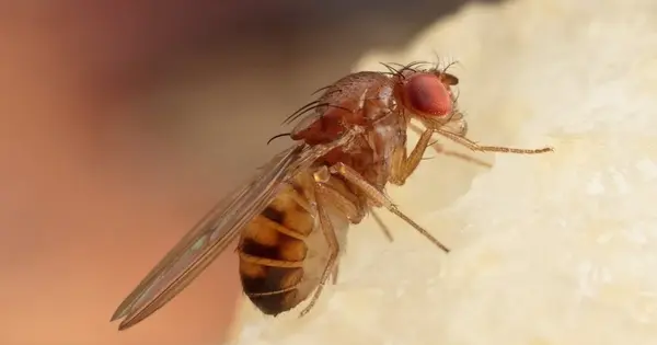 Fruit Flies reveal how our Brains make Reward-based Judgments